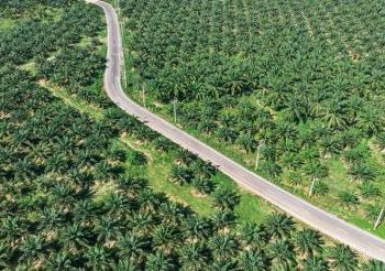 Harga CPO Melemah Menjelang Akhir Pekan