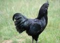3 Ayam Termahal di Dunia dengan Harga Setara Satu Unit Motor