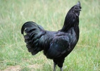 3 Ayam Termahal di Dunia dengan Harga Setara Satu Unit Motor
