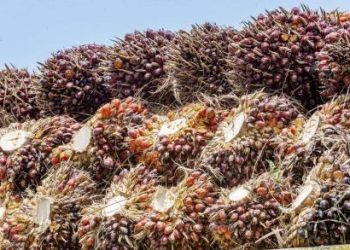 Harga CPO Meningkat 4 Persen karena Kenaikan Harga Minyak Kedelai