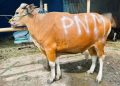 PNM Lanjutkan Syukur HUT Ke-26 Melalui Sedekah Kurban di 26 Lokasi