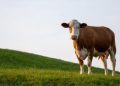 10 Negara Terbesar Penghasil Sapi di Dunia dalam Industri Peternakan Global
