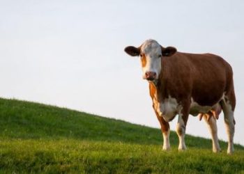 10 Negara Terbesar Penghasil Sapi di Dunia dalam Industri Peternakan Global