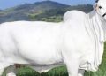 Harga Sapi Viatina-19 Termahal di Dunia Setara 3 Lamborghini Revuelto