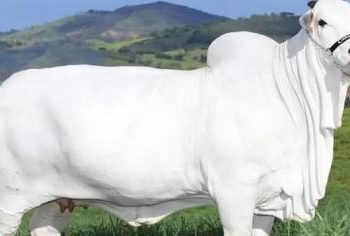 Harga Sapi Viatina-19 Termahal di Dunia Setara 3 Lamborghini Revuelto