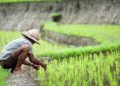 Kementan Kerja Sama dengan Singapura di Bidang Teknologi Pertanian dan Keamanan Pangan