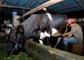 Pembiayaan Klaster Susu di Ponorogo Tingkatkan Kapasitas Produksi