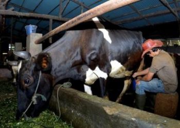 Pembiayaan Klaster Susu di Ponorogo Tingkatkan Kapasitas Produksi