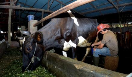 Pembiayaan Klaster Susu di Ponorogo Tingkatkan Kapasitas Produksi