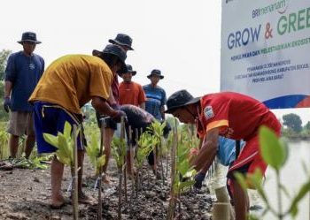 Komitmen Selamatkan Lingkungan melalui Perbaikan Ekosistem Pesisir BRI