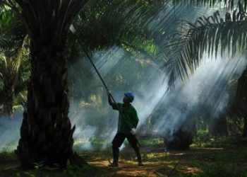 Akuisisi Sampoerna Agro oleh POSCO untuk Amankan Rantai Pasok CPO