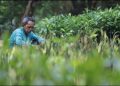 Sukses Kelola Limbah dan Donasi Lebih dari 100 Ribu Mangrove