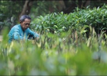 Sukses Kelola Limbah dan Donasi Lebih dari 100 Ribu Mangrove