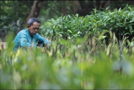 Sukses Kelola Limbah dan Donasi Lebih dari 100 Ribu Mangrove