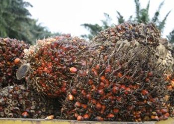 Nusantara Sawit Tunjuk Dudung Abdurachman Sebagai Komisaris Independen