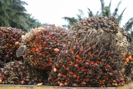 Nusantara Sawit Tunjuk Dudung Abdurachman Sebagai Komisaris Independen
