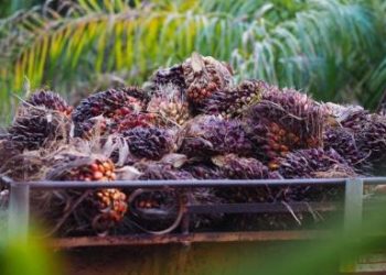 Saham NSSS Dihentikan Setelah Reli Panjang, Simak Penjelasan Manajemen