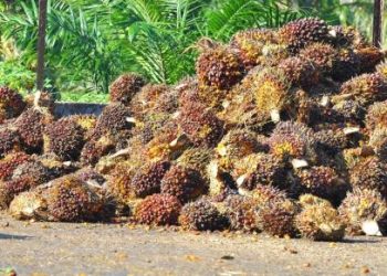 Harga Minyak Sawit CPO Meningkat Tiga Pekan Berturut-Turut