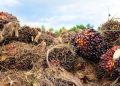 Kenaikan Harga CPO Lebih dari 1 Persen dalam Sebuah Pekan