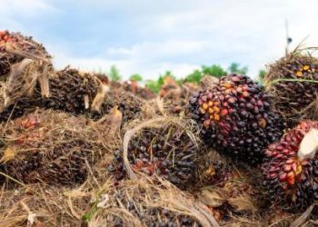 Kenaikan Harga CPO Lebih dari 1 Persen dalam Sebuah Pekan